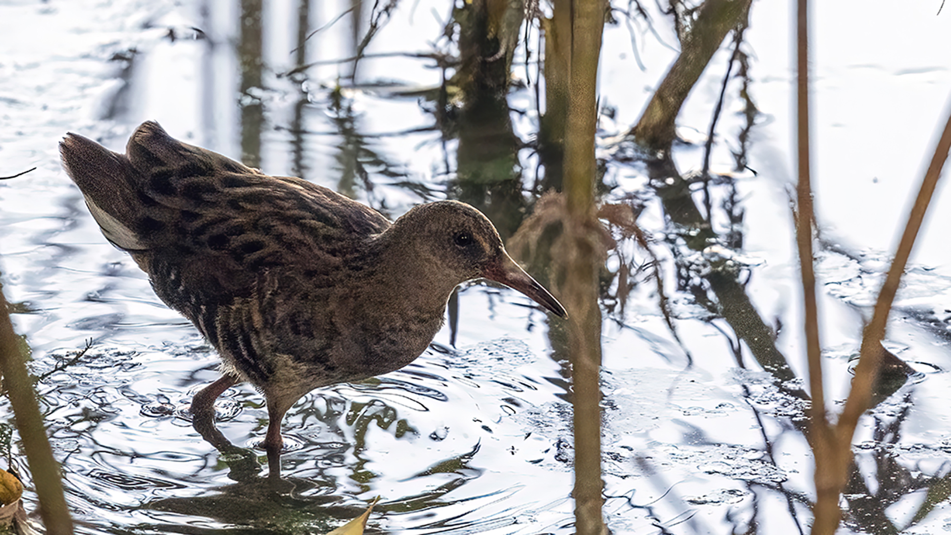 Water Rail